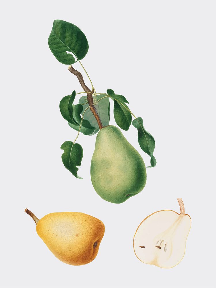 Winter citron from Pomona Italiana (1817-1839) by Giorgio Gallesio (1772-1839). Original from New York public library.…