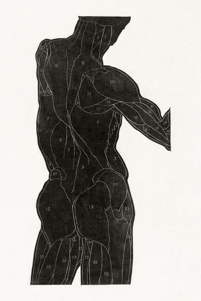 Anatomical study of a man's back and butt muscles (1906–1945) by Reijer Stolk. Original from the Rijksmuseum. Digitally…