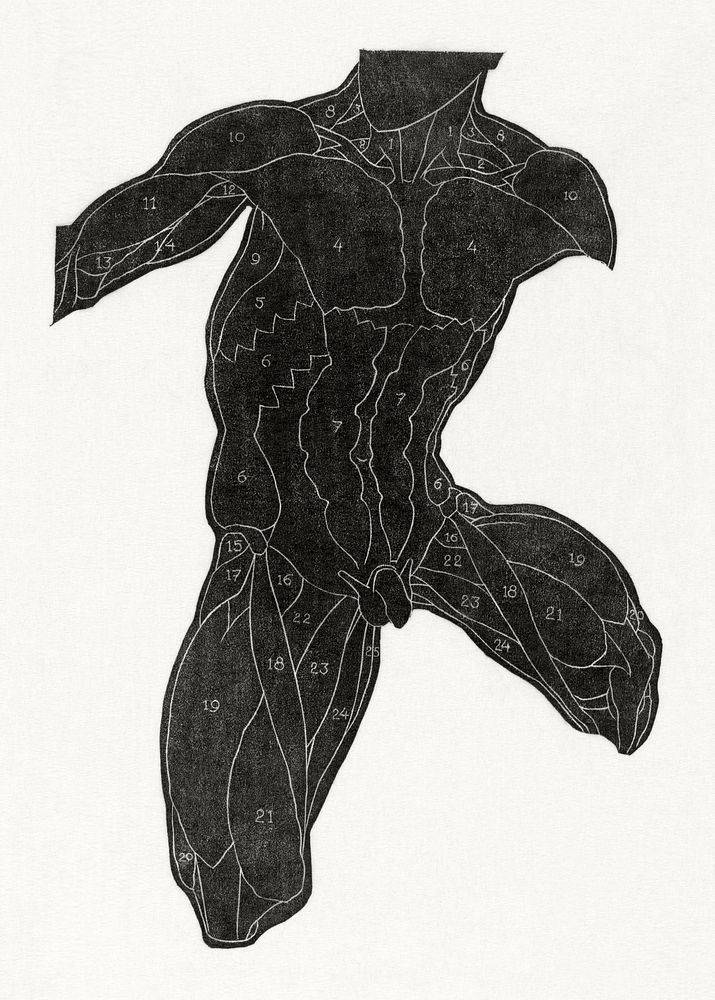 Anatomical study of a man's muscles in silhouette (1906&ndash;1945) print in high resolution by Reijer Stolk. Original from…