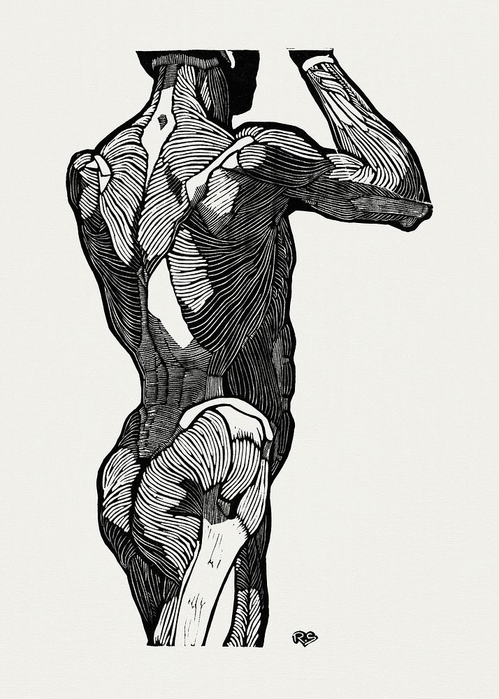 Anatomical study of a man's back muscles (1906&ndash;1945) print in high resolution by Reijer Stolk. Original from the…