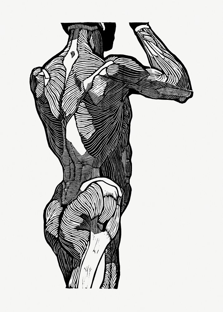 Man’s back muscles psd human anatomy print, remixed from artworks by Reijer Stolk