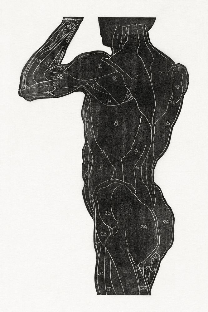 Anatomical study of a man's back and butt muscles in silhouette (1906&ndash;1945) print in high resolution by Reijer Stolk.…