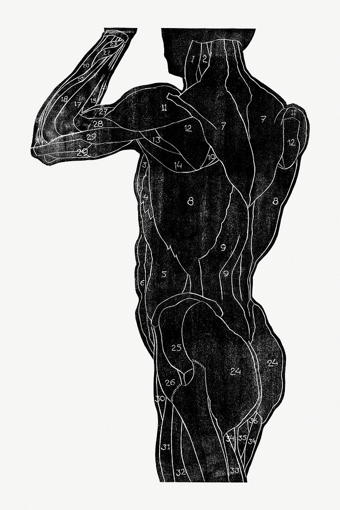 Human anatomy psd in silhouette, remixed from artworks by Reijer Stolk