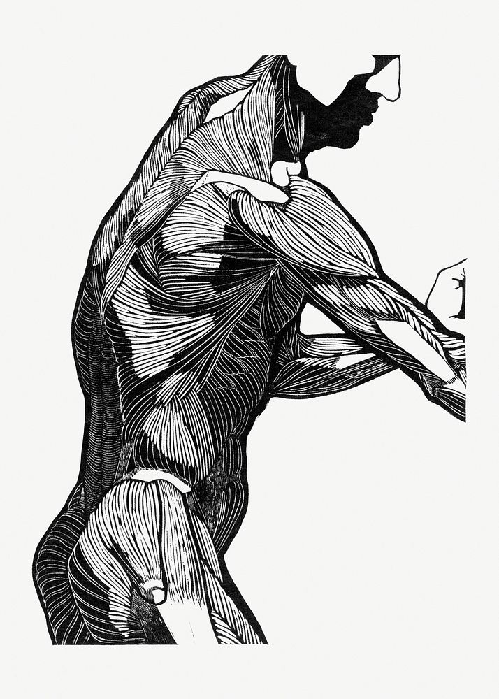Human anatomy psd with man's lateral and arm muscles, remixed from artworks by Reijer Stolk