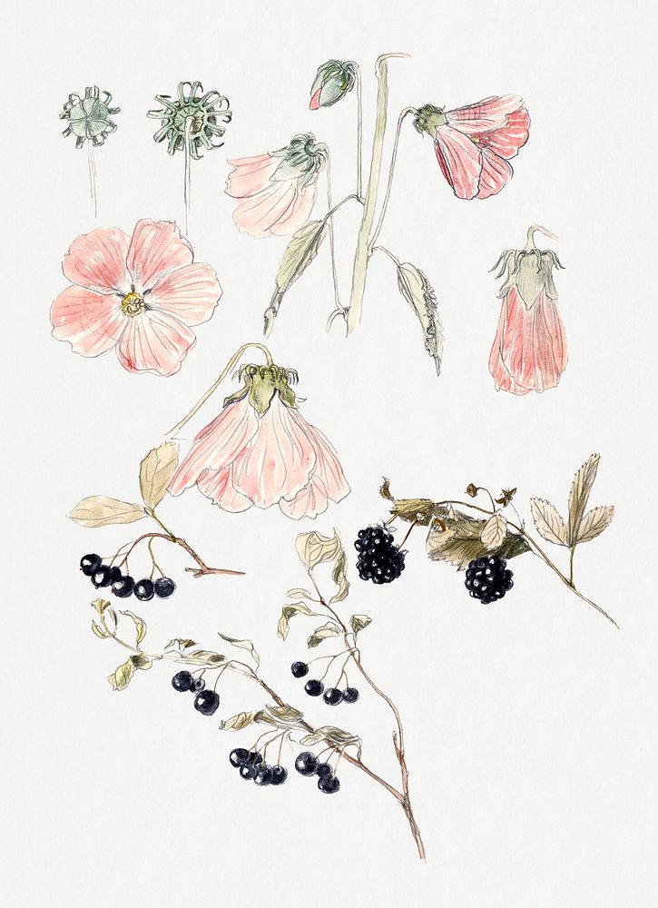 Botanical Detail Studies: Hollyhocks, Blueberries, and Blackberries (1875&ndash;1880) by Samuel Colman. Original from The…