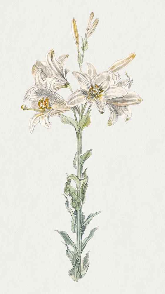 Lily, Stockbridge (July 4, 1876) by Samuel Colman. Original from The Smithsonian Institution. Digitally enhanced by rawpixel.