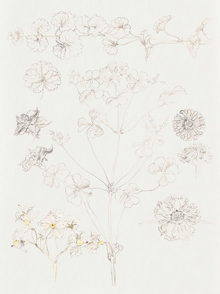 Oxalis, Zinnia, and Potato Blossom, East Hampton (July 6, 1889) by Samuel Colman. Original from The Smithsonian Institution.…