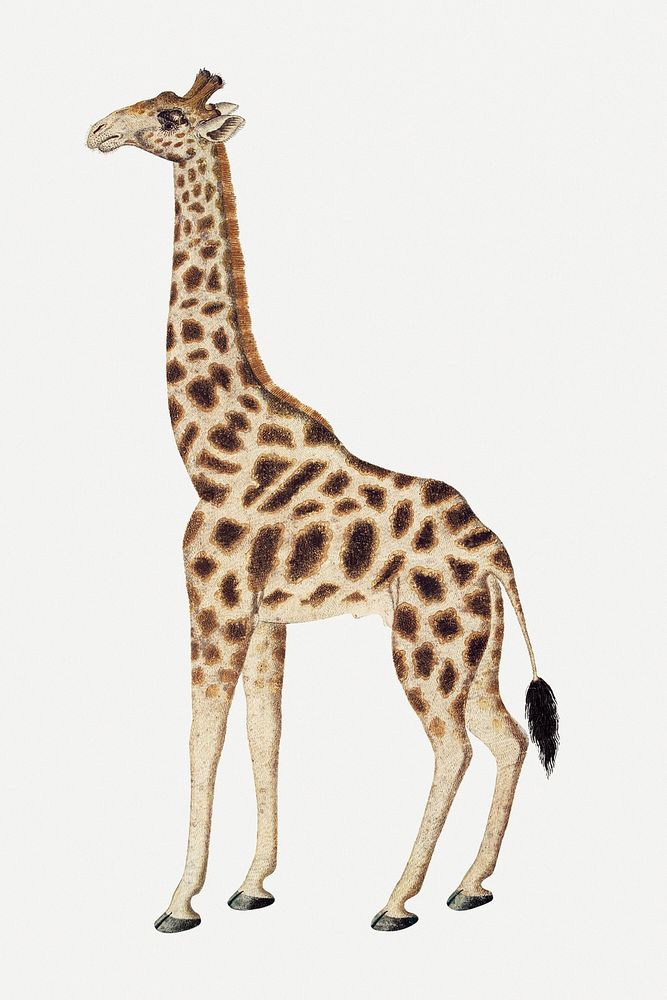 Giraffe psd antique watercolor animal illustration, remixed from the artworks by Robert Jacob Gordon