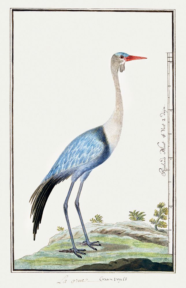 Grus carunculatus/ Bugeranus carunculatus: wattled crane (1777&ndash;1786) painting in high resolution by Robert Jacob…