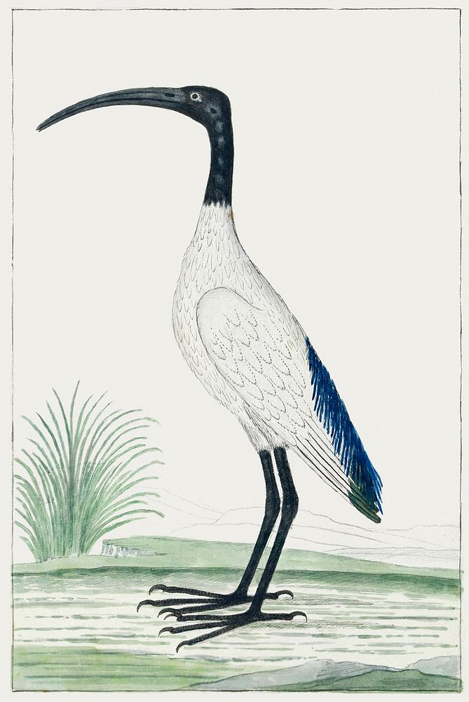 Threskiornis aethiopicus: African sacred ibis (1778) painting in high resolution by Robert Jacob Gordon. Original from the…