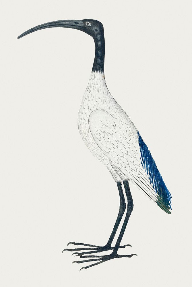 African sacred ibis psd antique watercolor animal illustration, remixed from the artworks by Robert Jacob Gordon