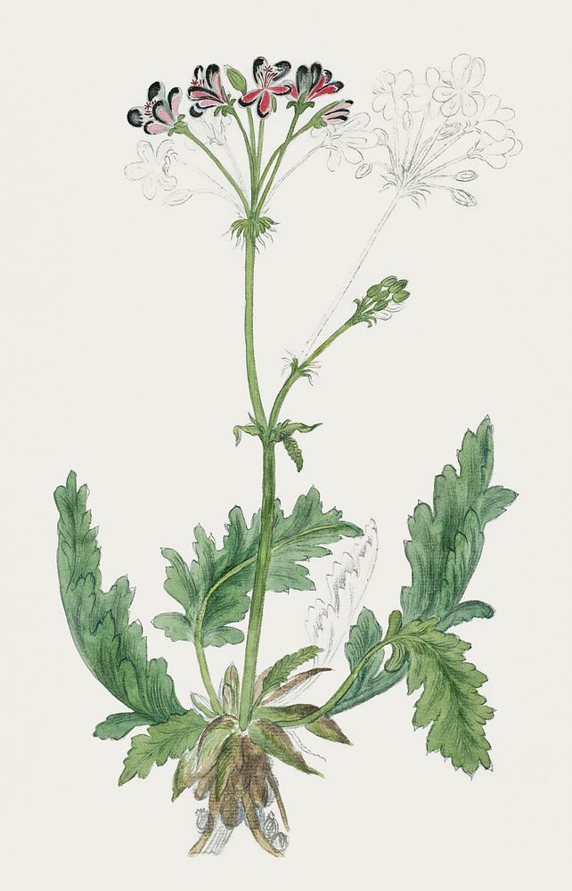 Pelargonium pulchellum Sims: Nonesuch pelargonium (1777&ndash;1786) painting in high resolution by Robert Jacob Gordon.…