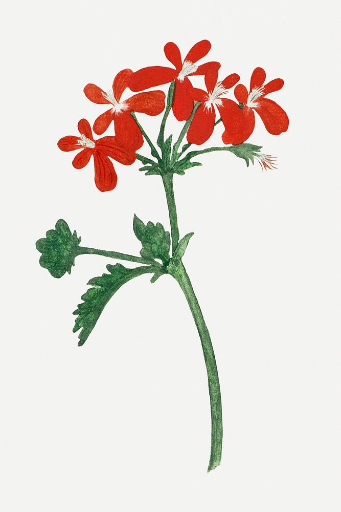 Pelargonium fulgidum psd vintage flower illustration set, remixed from the artworks by Robert Jacob Gordon