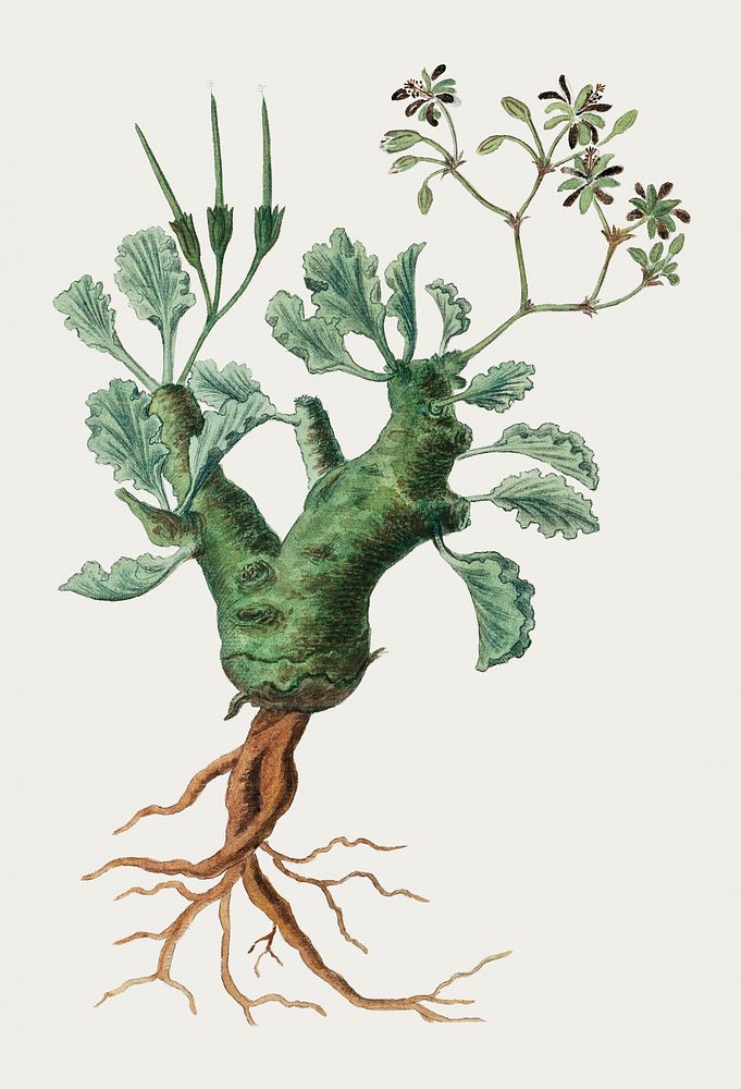 Pelargonium klinghardtense Knuth (1777&ndash;1786) painting in high resolution by Robert Jacob Gordon. Original from the…