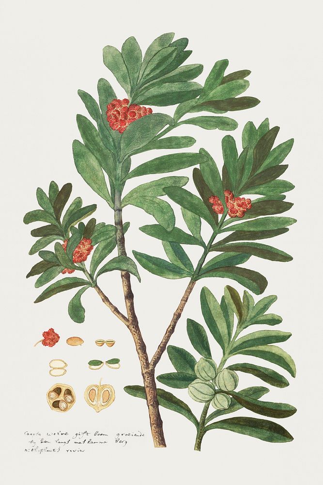 Hyenanche globosa Lam. or Toxicodendrum capense of globosum: Cape wolvegift (ca.1780) painting in high resolution by Robert…