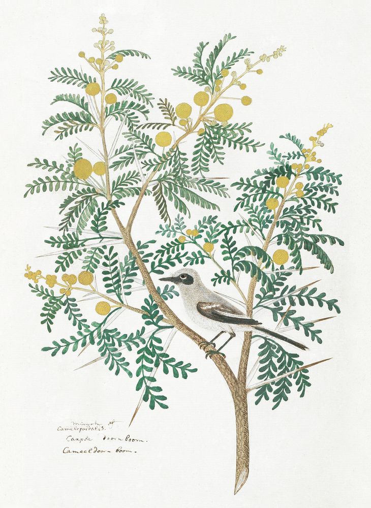 Acacia karroo Hayne or Vachellia karroo (Karoo thorn, with an unidentified birt wagtail) (1777&ndash;1786) painting in high…