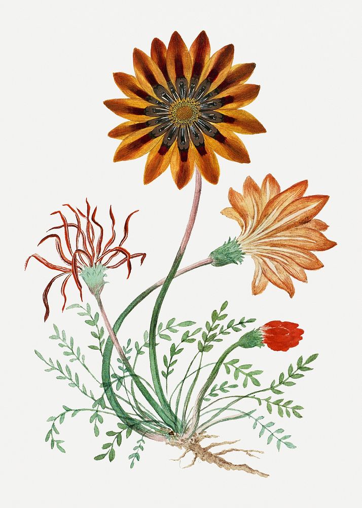 Gorteria diffusa psd vintage flower illustration set, remixed from the artworks by Robert Jacob Gordon