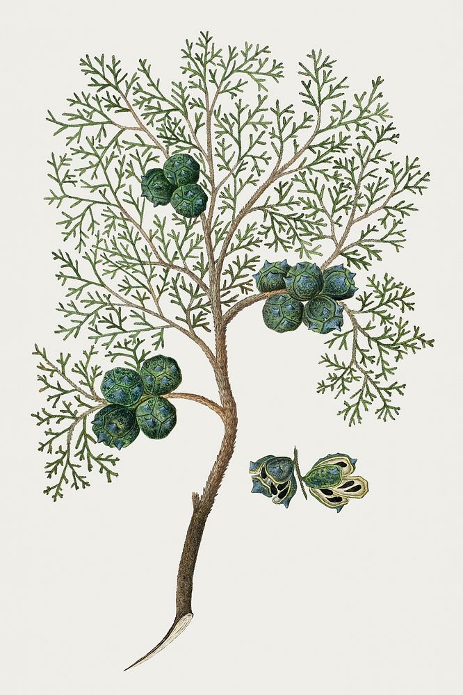 Widdringtonia nodiflora (L.) E. Powrie: Mountain cypress, or Cape cedar (1777&ndash;1786) painting in high resolution by…