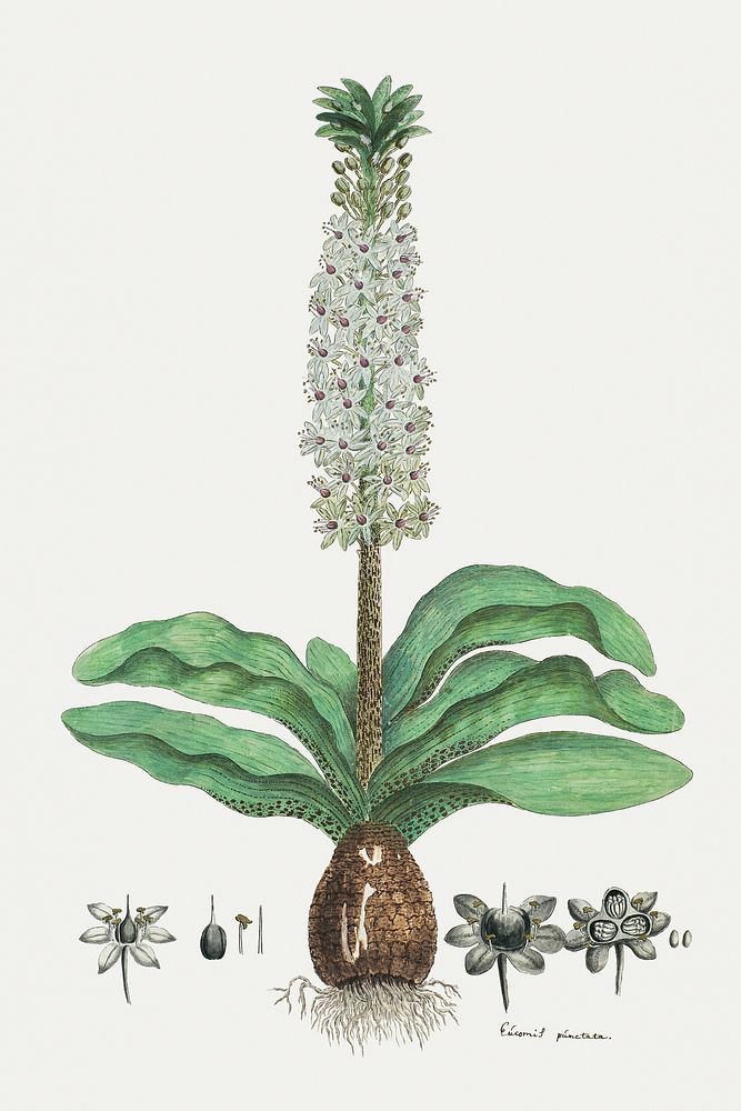Eucomis humilis Bak: pineapple flower or Kuifplant (1777&ndash;1786) painting in high resolution by Robert Jacob Gordon.…