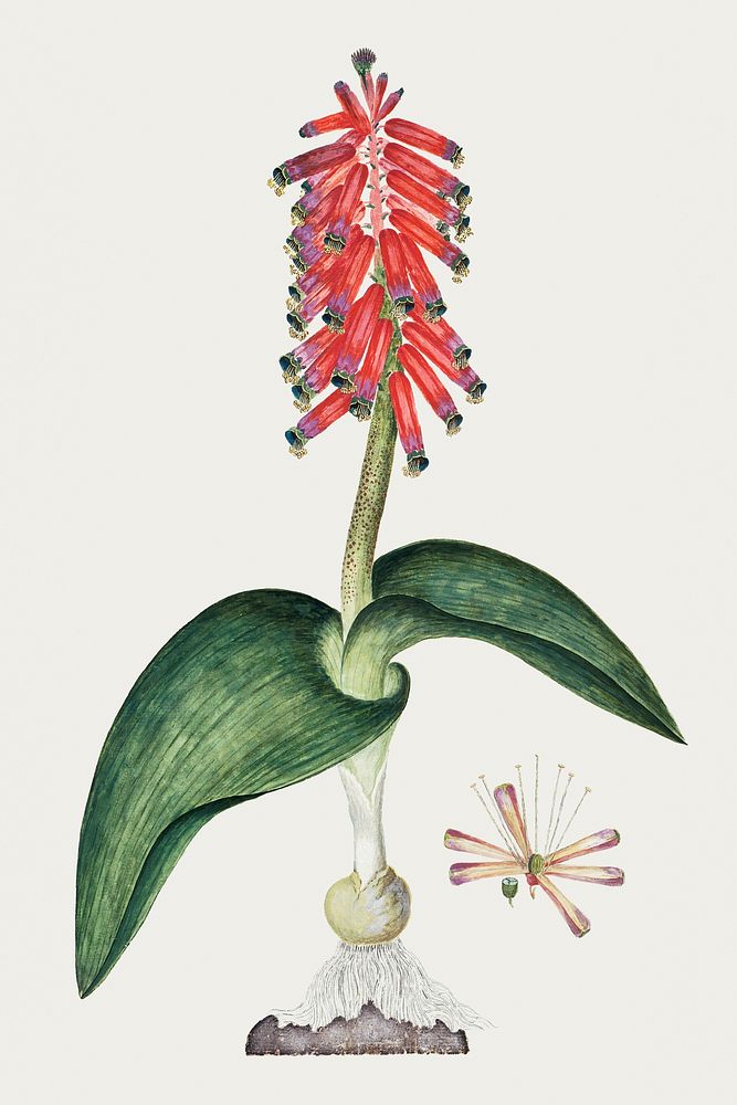 Lachenalia bulbifera (Cirillo) Engl (1777&ndash;1786) painting in high resolution by Robert Jacob Gordon. Original from the…