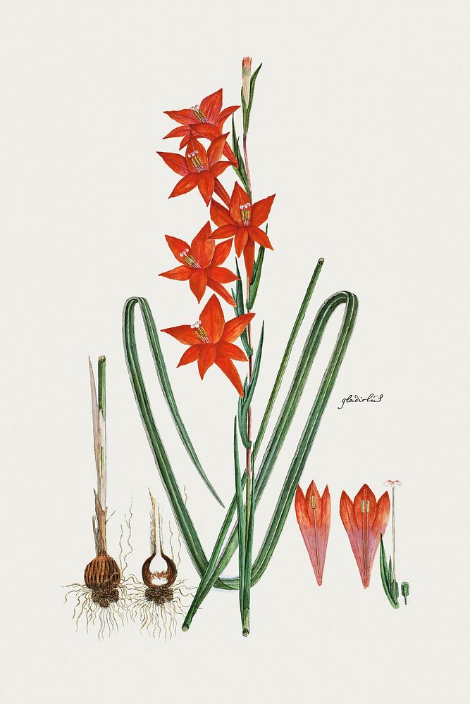 Gladiolus watsonius Thun: Watsonia hysterantha (1777&ndash;1786) painting in high resolution by Robert Jacob Gordon.…