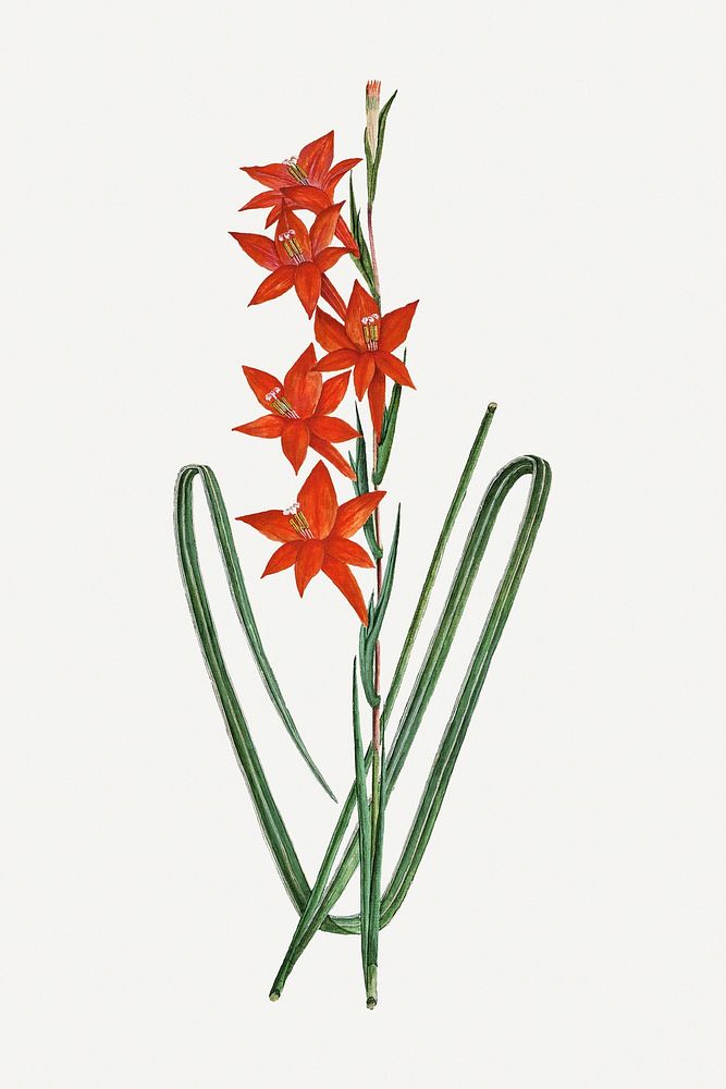 Watsonia hysterantha illustration classic colored drawing, remixed from the artworks from Robert Jacob Gordon