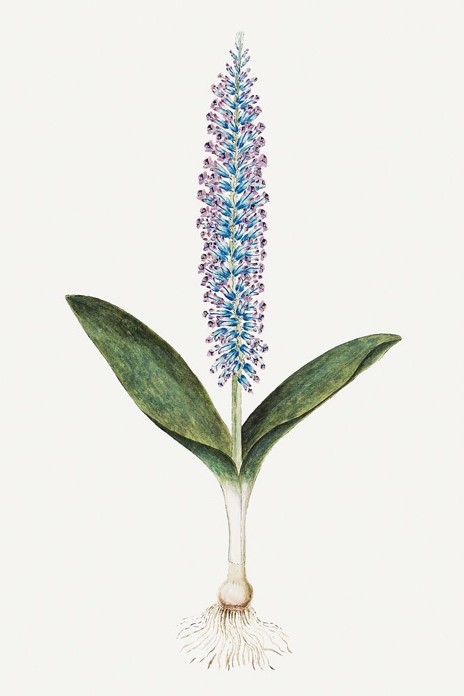 Lachenalia mediana illustration classic colored drawing, remixed from the artworks from Robert Jacob Gordon