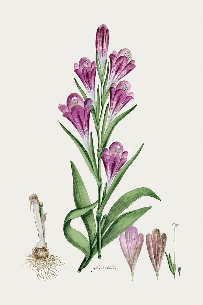 Gladiolus caryphyllaceus (Burm,f.) Poir (1777&ndash;1786) painting in high resolution by Robert Jacob Gordon. Original from…