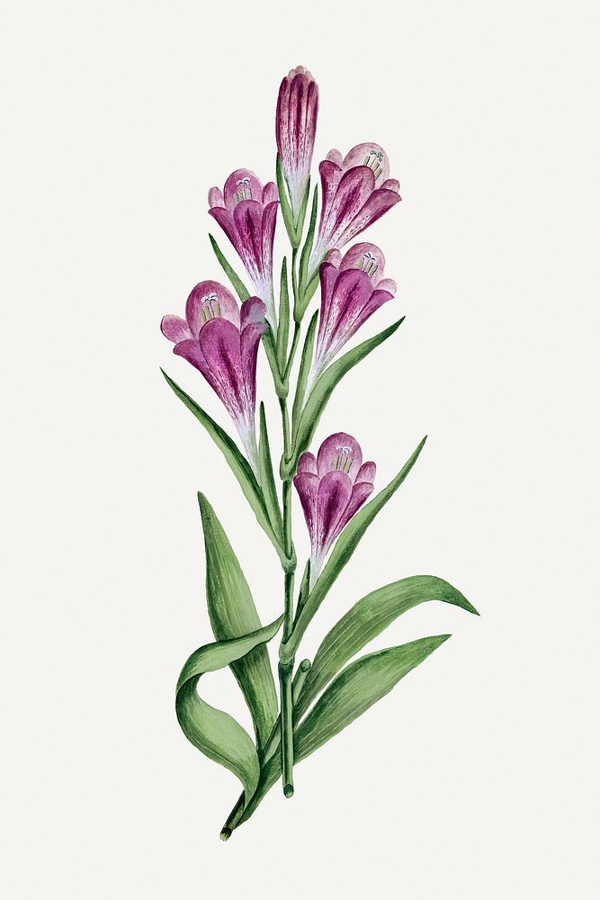 Gladiolus caryphyllaceus illustration classic colored drawing, remixed from the artworks from Robert Jacob Gordon