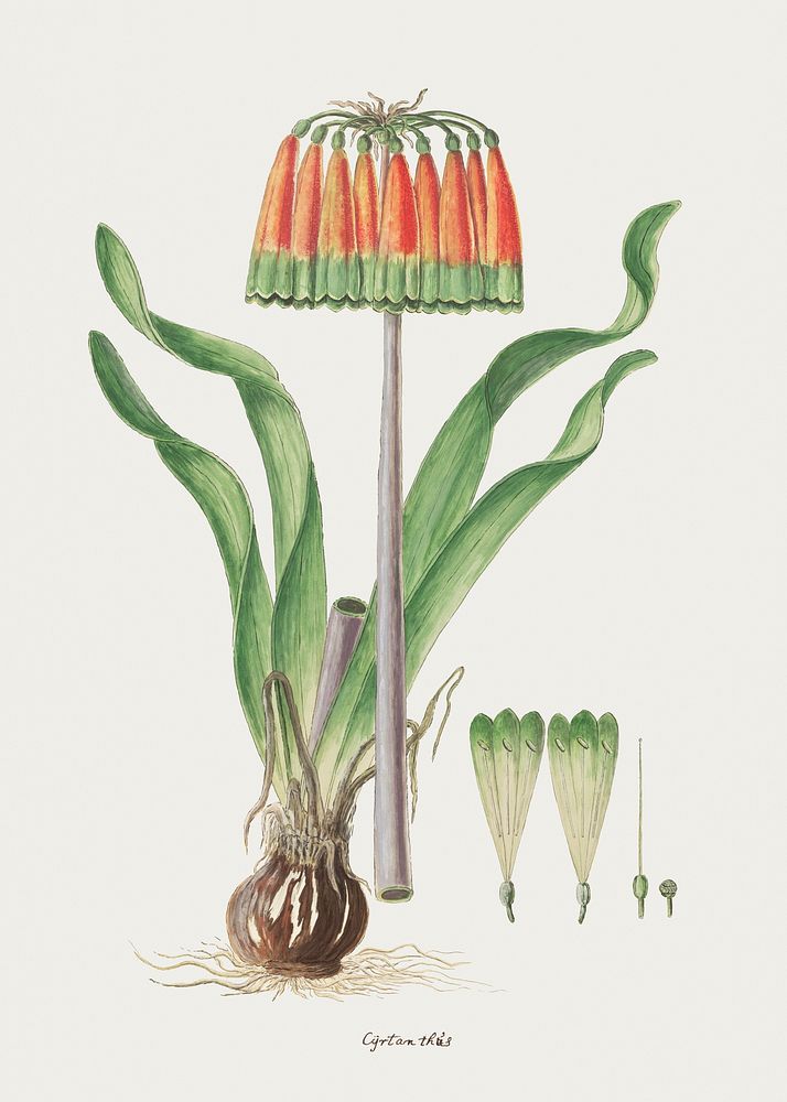 Cyranthus obliquus (L.f.) Aiton: Knysna lily (1777&ndash;1786) painting in high resolution by Robert Jacob Gordon. Original…