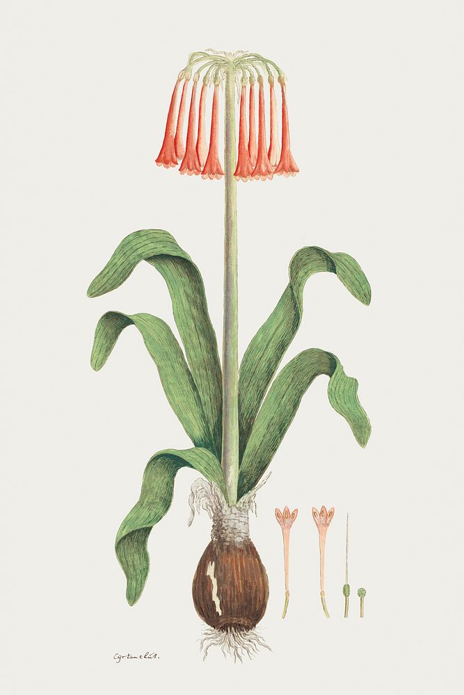 Cyrtanthus carneus Lindl. (Sand-lily) (1777&ndash;1786) painting in high resolution by Robert Jacob Gordon. Original from…