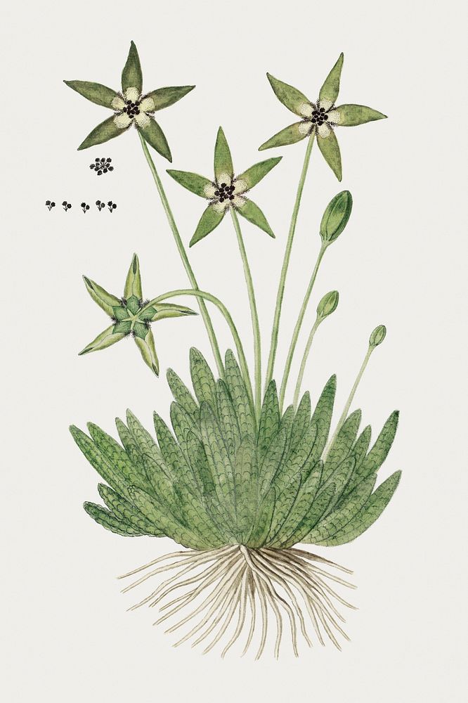 Tridentea pedunculata (Masson) L.C. Leach: Stapelia (1777&ndash;1786) painting in high resolution by Robert Jacob Gordon.…
