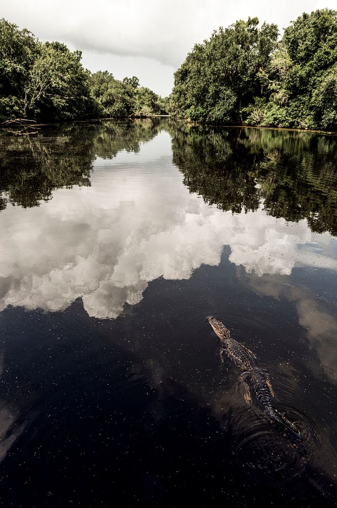 Gator alert in the Atachafalaya Swamp, Henderson, Louisiana. Original image from Carol M. Highsmith&rsquo;s America, Library…