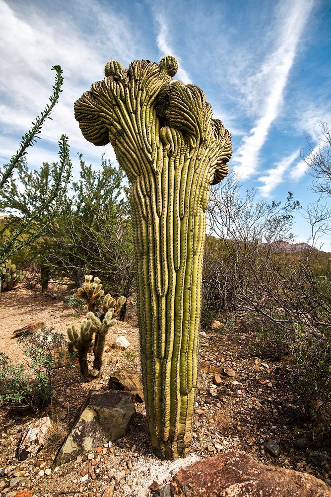 Cactus in the desert Arizona. Original image from Carol M. Highsmith’s America, Library of Congress collection. Digitally…