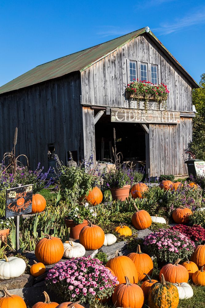 Pumpkins at Hudak's produce farm in St. Albans Vermont. Original image from Carol M. Highsmith&rsquo;s America, Library of…