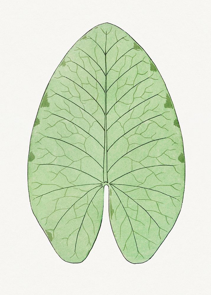 Vintage leaf design element