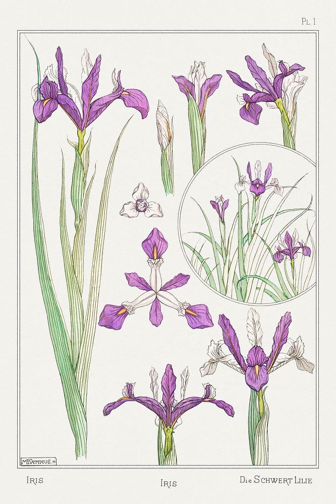 Iris from La Plante et ses Applications ornementales (1896) illustrated by Maurice Pillard Verneuil. Original from the The…