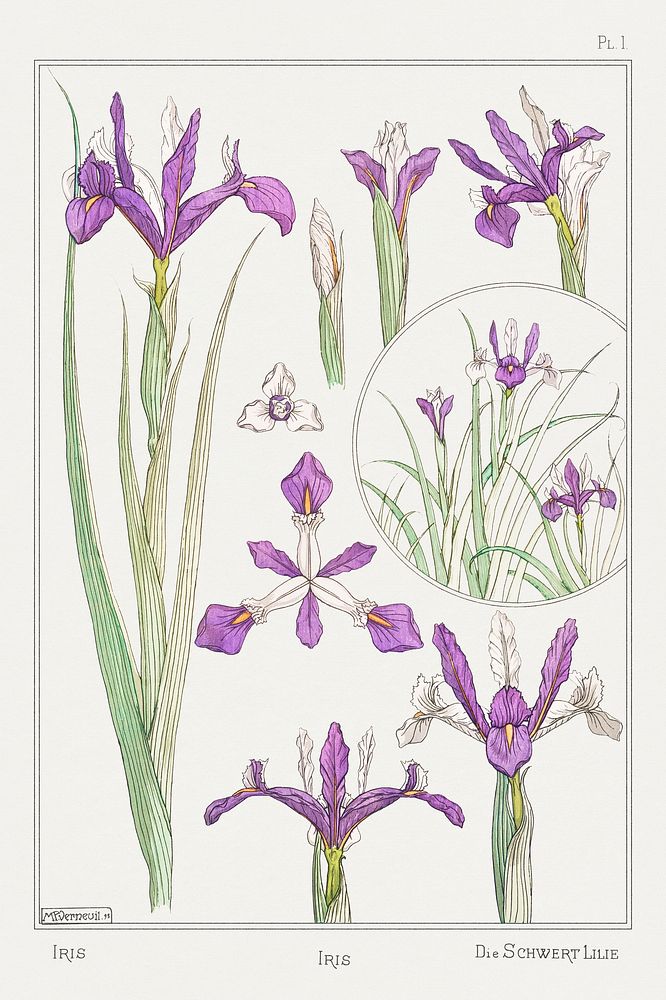 Vintage iris flower parts illustration design element