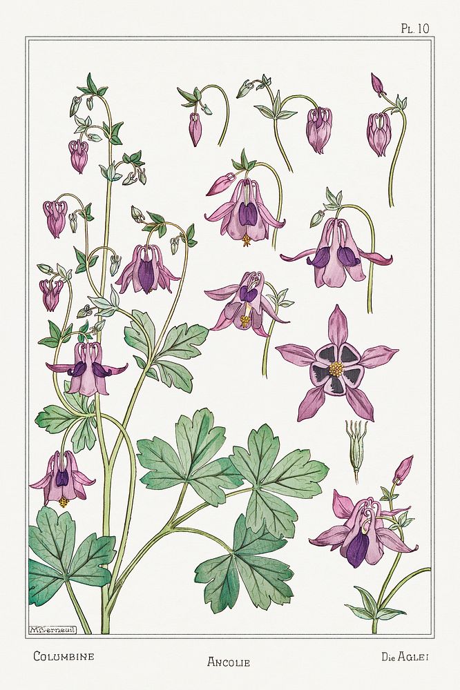 Ancolie (columbine) from La Plante et ses Applications ornementales (1896) illustrated by Maurice Pillard Verneuil. Original…