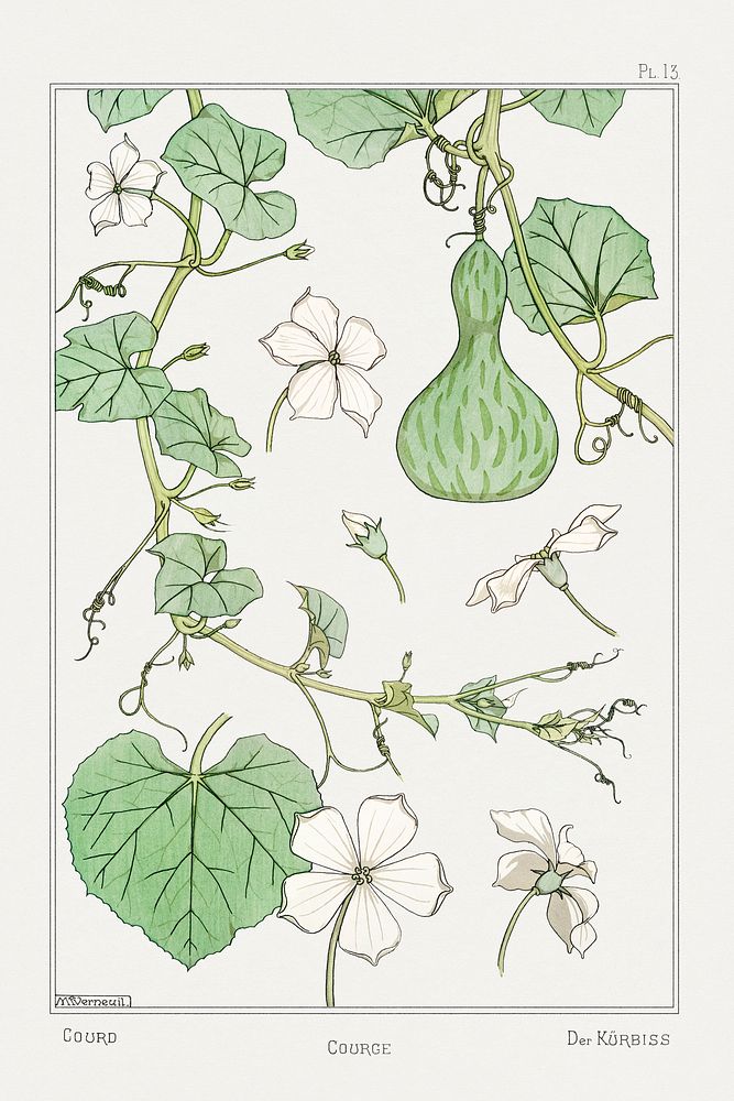 Vintage white&ndash;flowered gourdflower design element