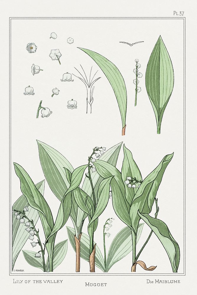 Muguet (lily of the valley) from La Plante et ses Applications ornementales (1896) illustrated by Maurice Pillard Verneuil.…