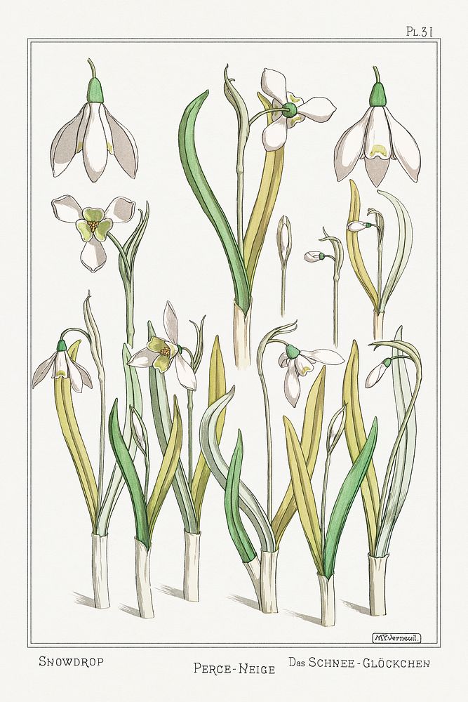 Perce&ndash;neige (snowdrops) from La Plante et ses Applications ornementales (1896) illustrated by Maurice Pillard…