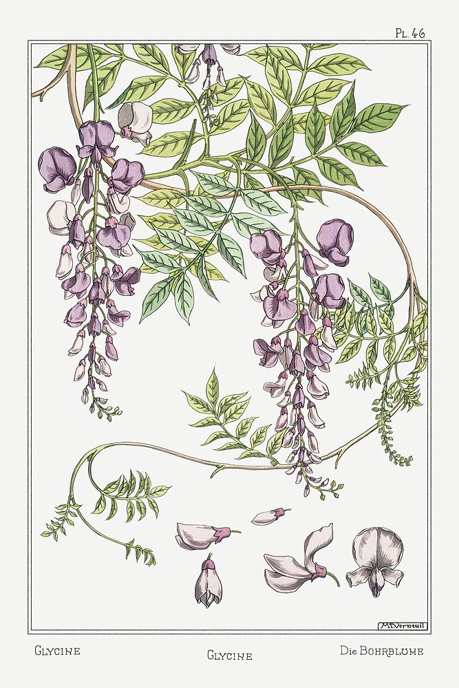 Glycine (wisteria) from La Plante et ses Applications ornementales (1896) illustrated by Maurice Pillard Verneuil. Original…