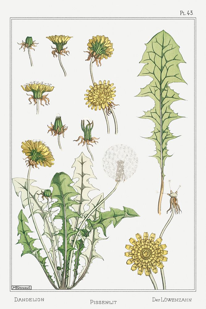 Pissenlit (dandelion) from La Plante et ses Applications ornementales (1896) illustrated by Maurice Pillard Verneuil.…