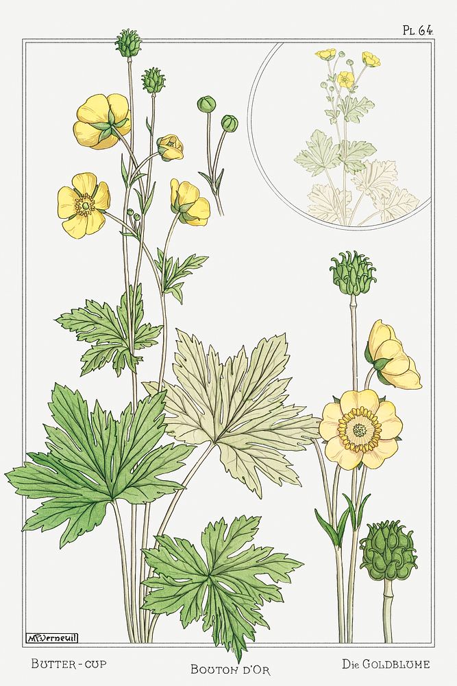 Buton d'or (buttercup) from La Plante et ses Applications ornementales (1896) illustrated by Maurice Pillard Verneuil.…