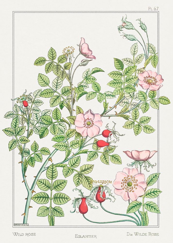 Eglantier (wild rose) from La Plante et ses Applications ornementales (1896) illustrated by Maurice Pillard Verneuil.…