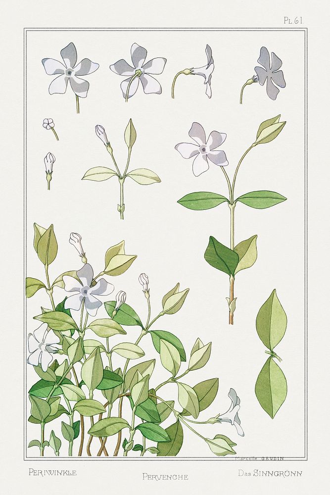 Pervenche (periwinkle) from La Plante et ses Applications ornementales (1896) illustrated by Maurice Pillard Verneuil.…