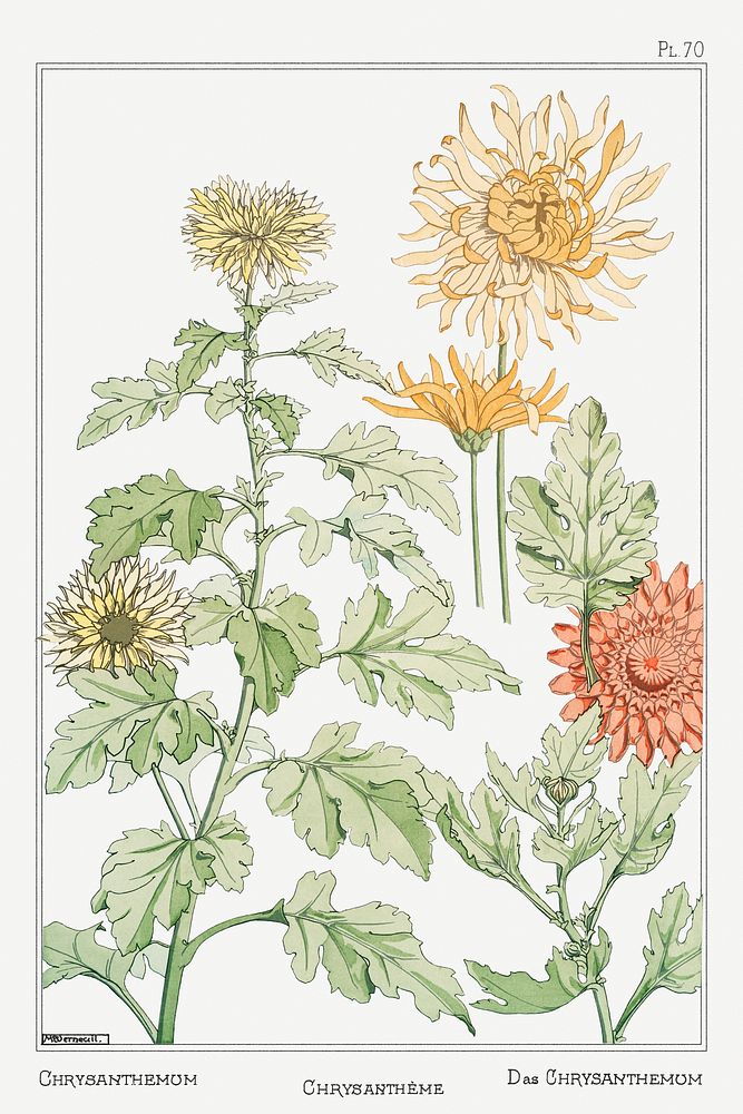 Chrysanth&egrave;me (chrysanthemum) from La Plante et ses Applications ornementales (1896) illustrated by Maurice Pillard…