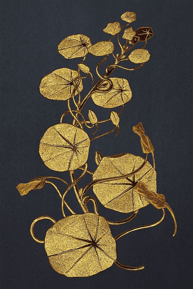 Vintage nasturtium flower design element