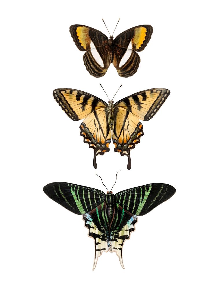 Vintage illustration of butterflies and swallowtails